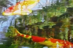 Koi Carp Jigsaw Puzzle 1000 pieces
